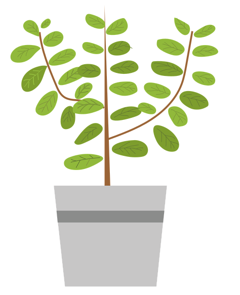 picture of a potted plant